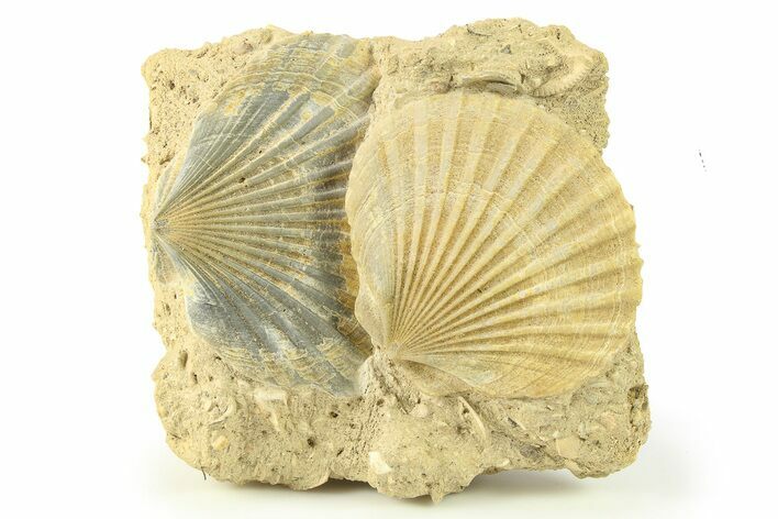 Two Fossil Pecten (Scallops) - Gironde, France #280558